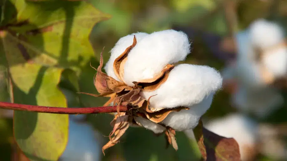 Etapa 2: Materias Primas